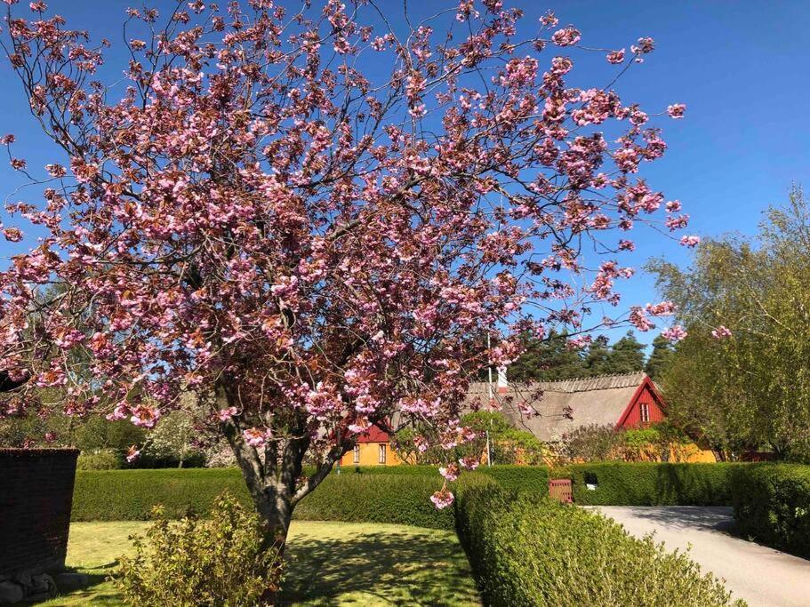 Villa Lyckehusen Löddeköpinge 외부 사진